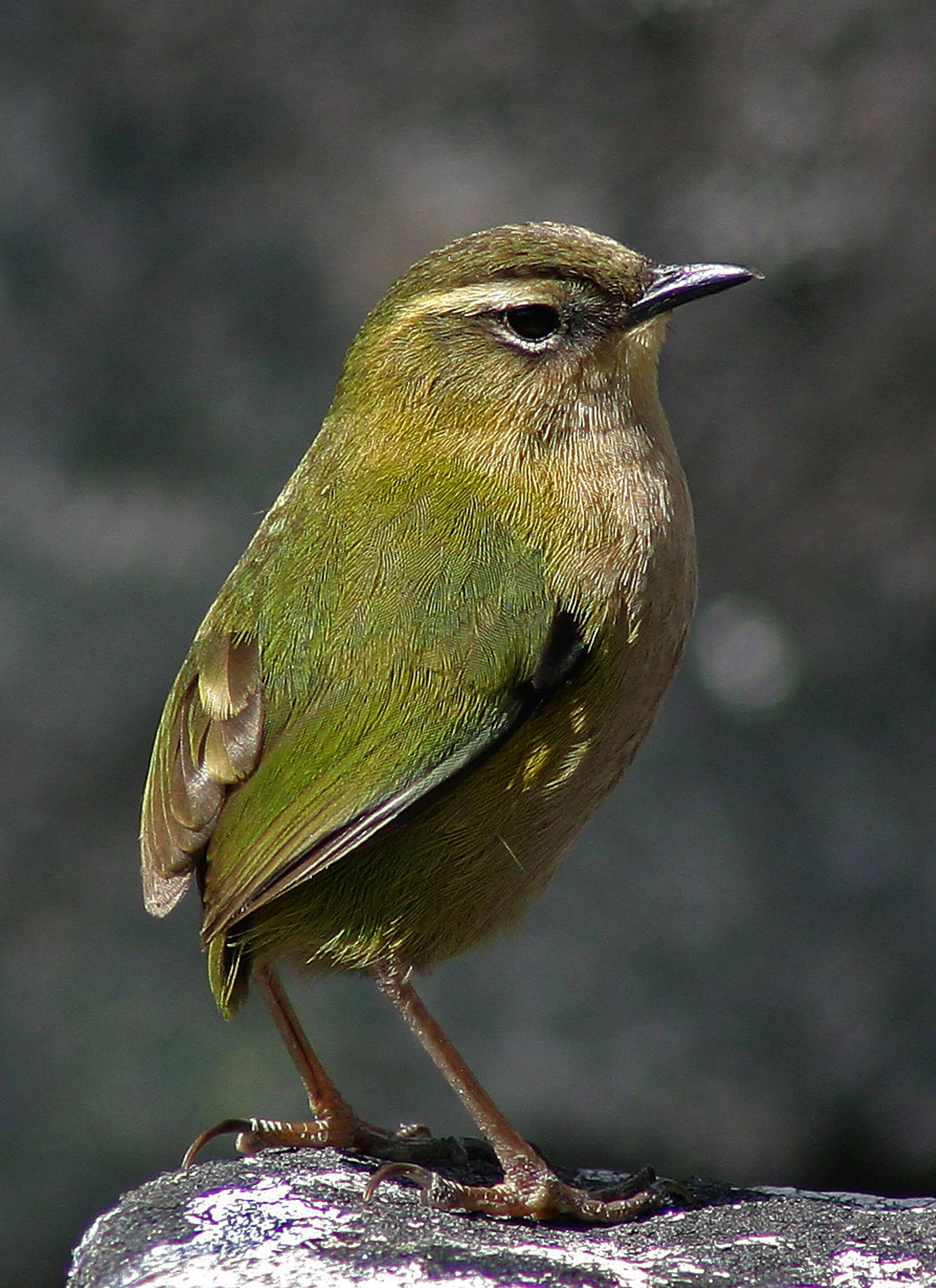 Image of New Zealand Wrens