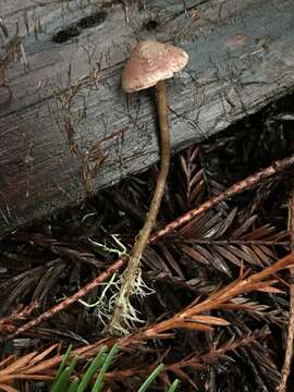 Image of Pseudobaeospora stevensii Desjardin 2004