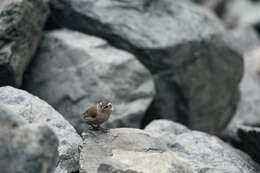 Image of New Zealand Wrens