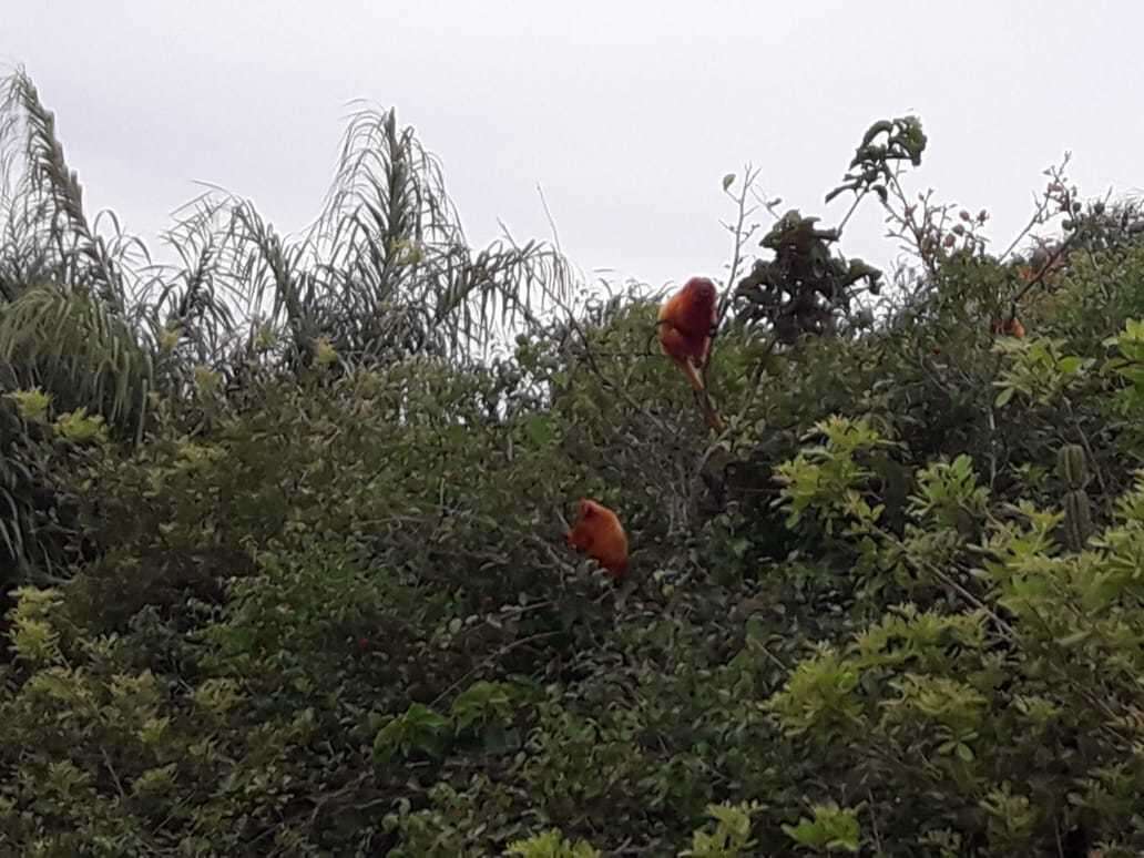 Image of Golden Lion Tamarin