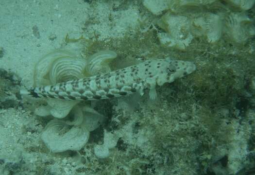 Image of Parapercis millepunctata