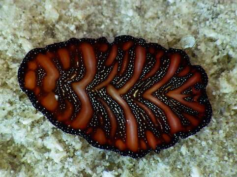 Image of Elegant flatworm