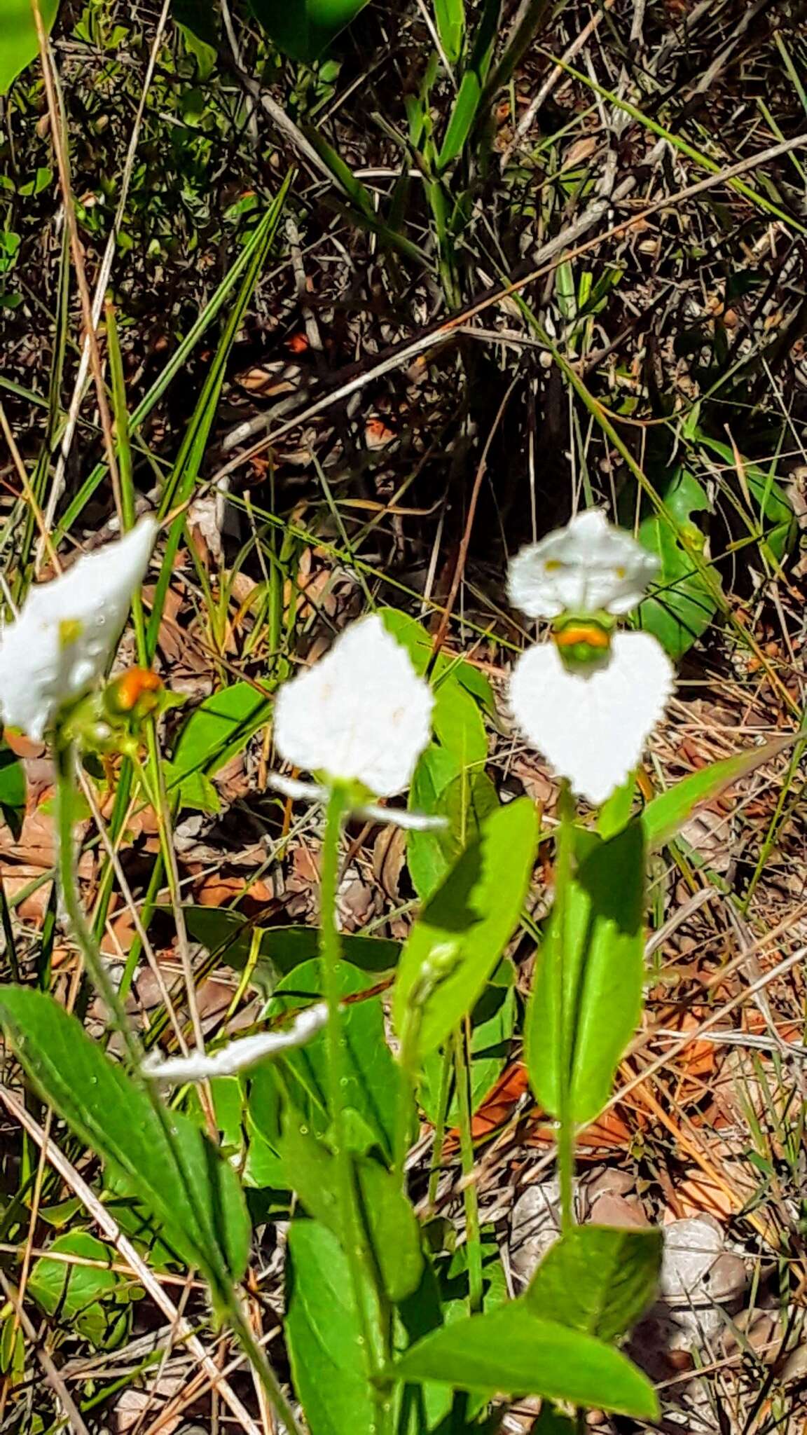 Image of Dalechampia caperonioides Baill.