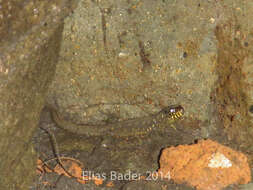 Image of Tropical night lizards