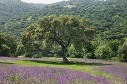 Image of Holm Oak