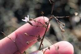 Sivun Stephanomeria exigua subsp. deanei (J. F. Macbr.) Gottlieb kuva