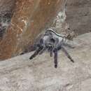 Image of Trinidad Mahogany Tarantula