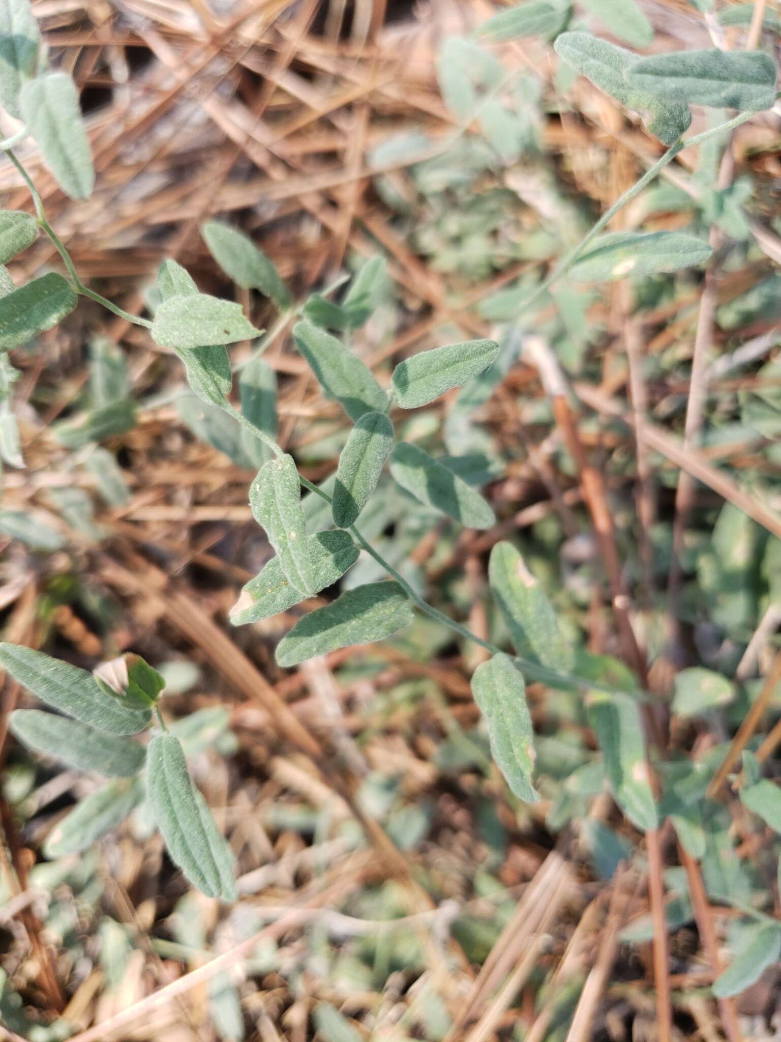 Image of Water Dawnflower