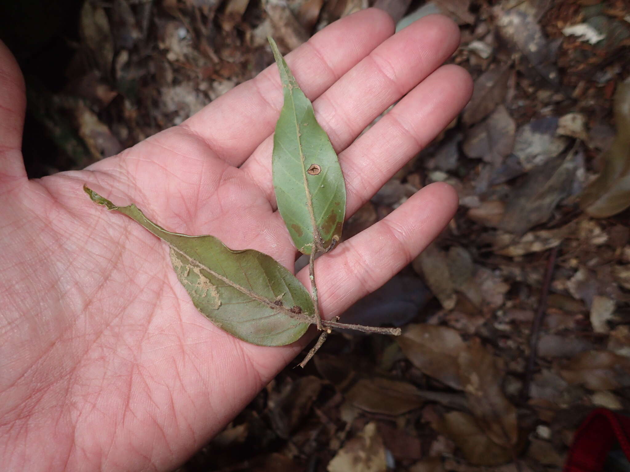 Plancia ëd Quercus morii Hayata