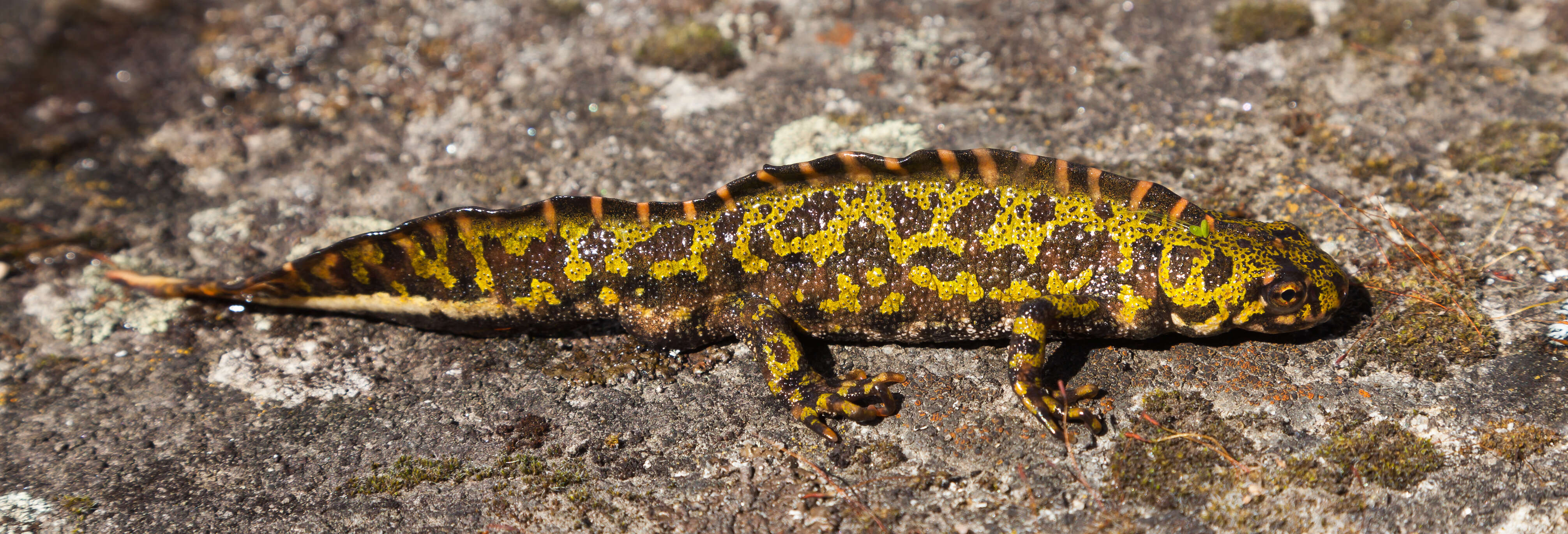 Triturus marmoratus (Latreille 1800) resmi