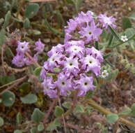 Image of desert sand verbena