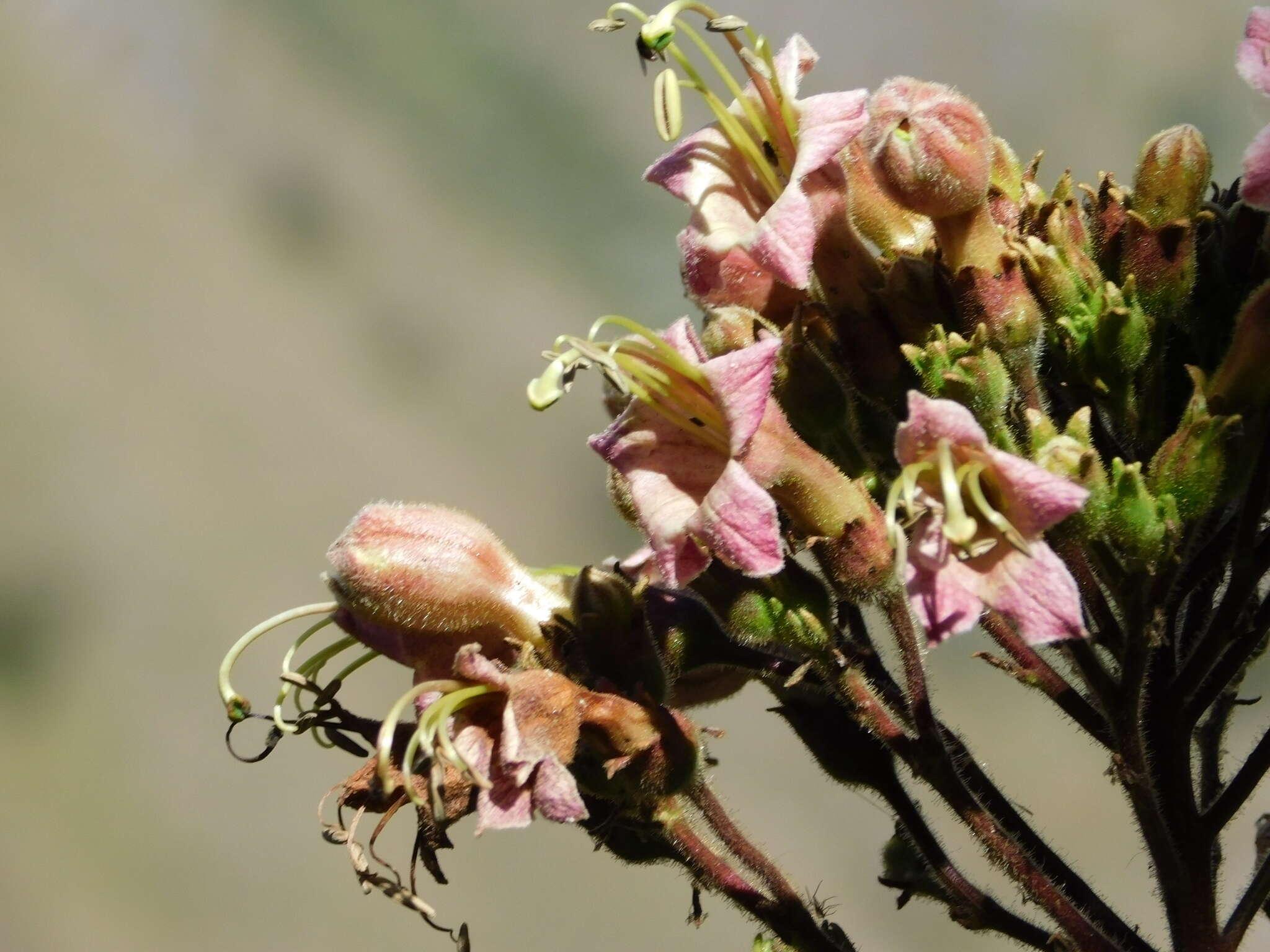 Image of tobacco