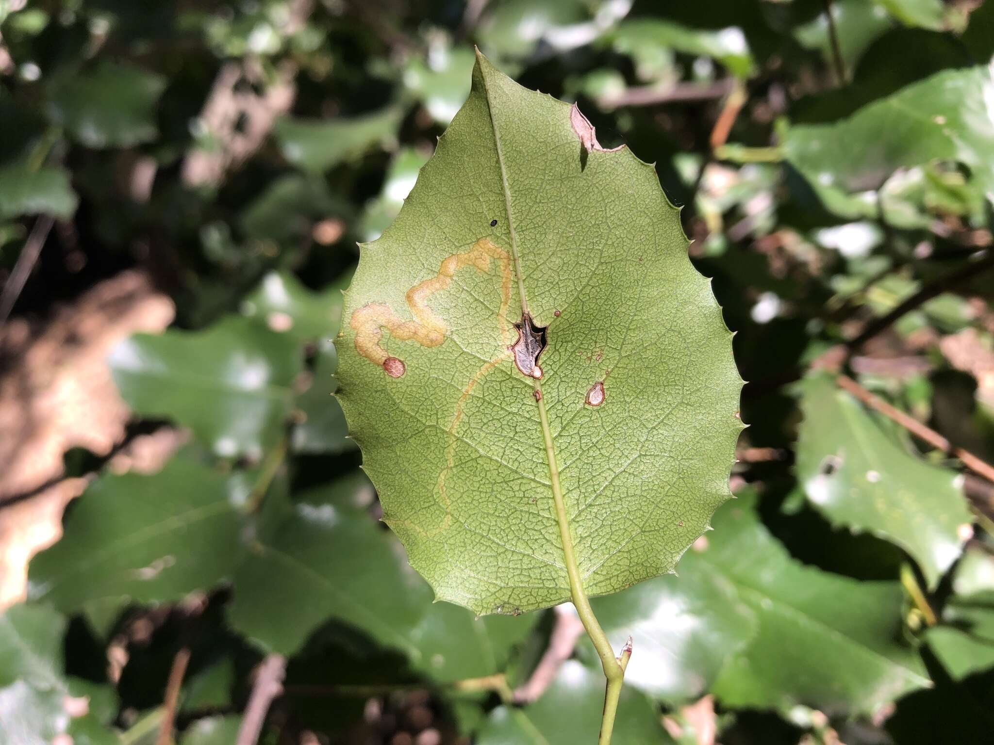 Image of Stigmella braunella (Jones 1933) Wilkinson et al. 1979