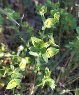 Image of Euphorbia taurinensis All.