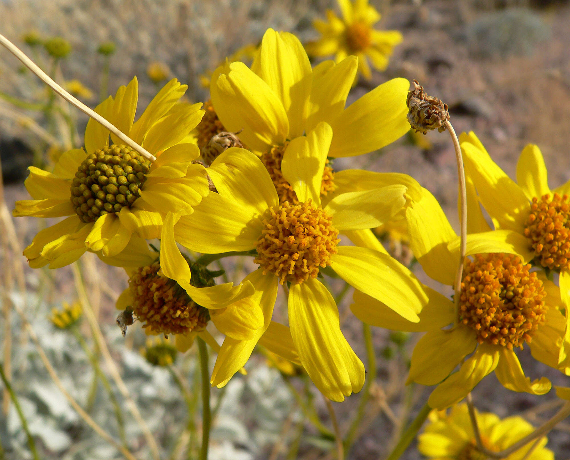 Sivun Encelia farinosa A. Gray ex Torr. kuva