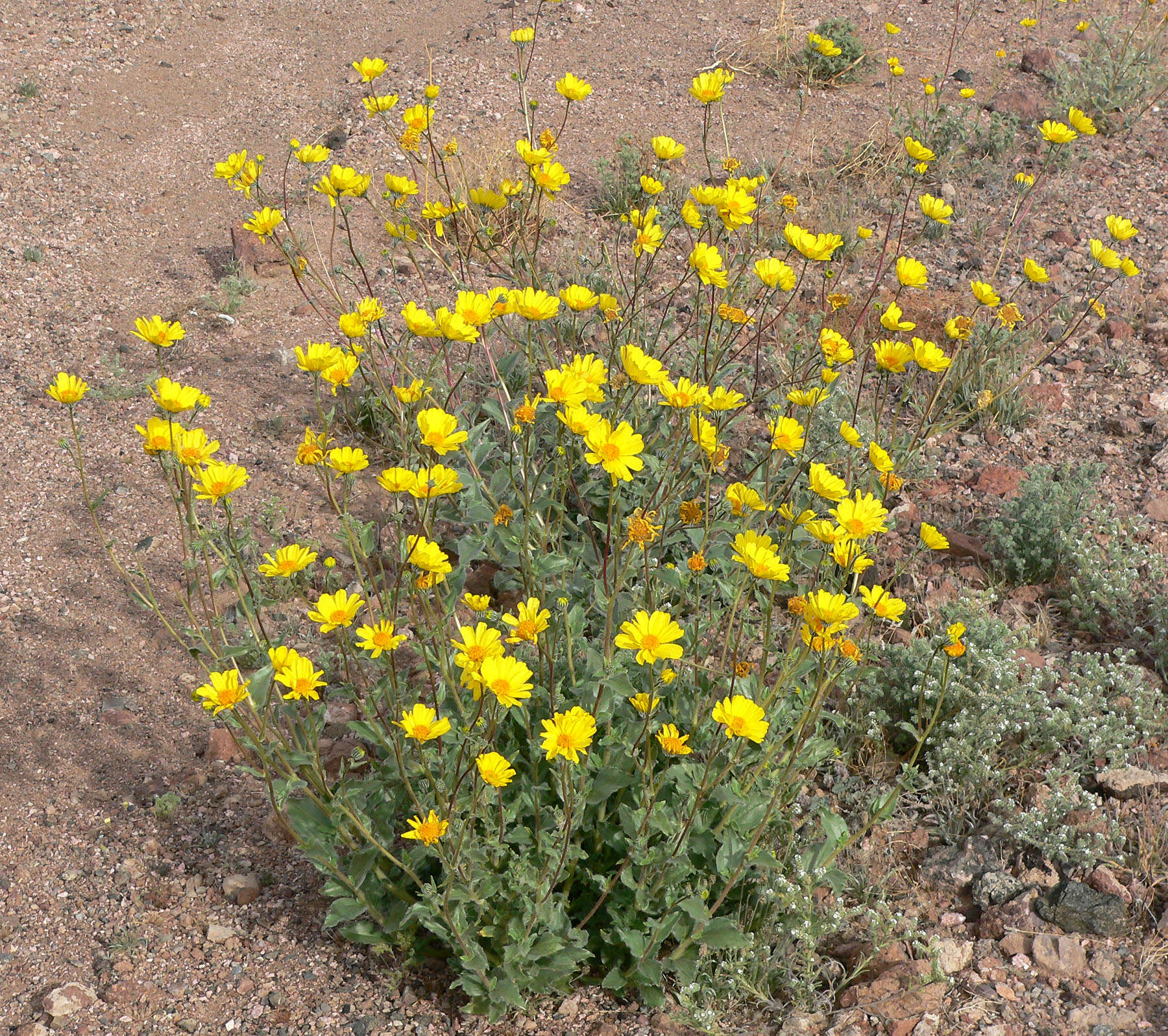 Geraea canescens Torr. & A. Gray的圖片