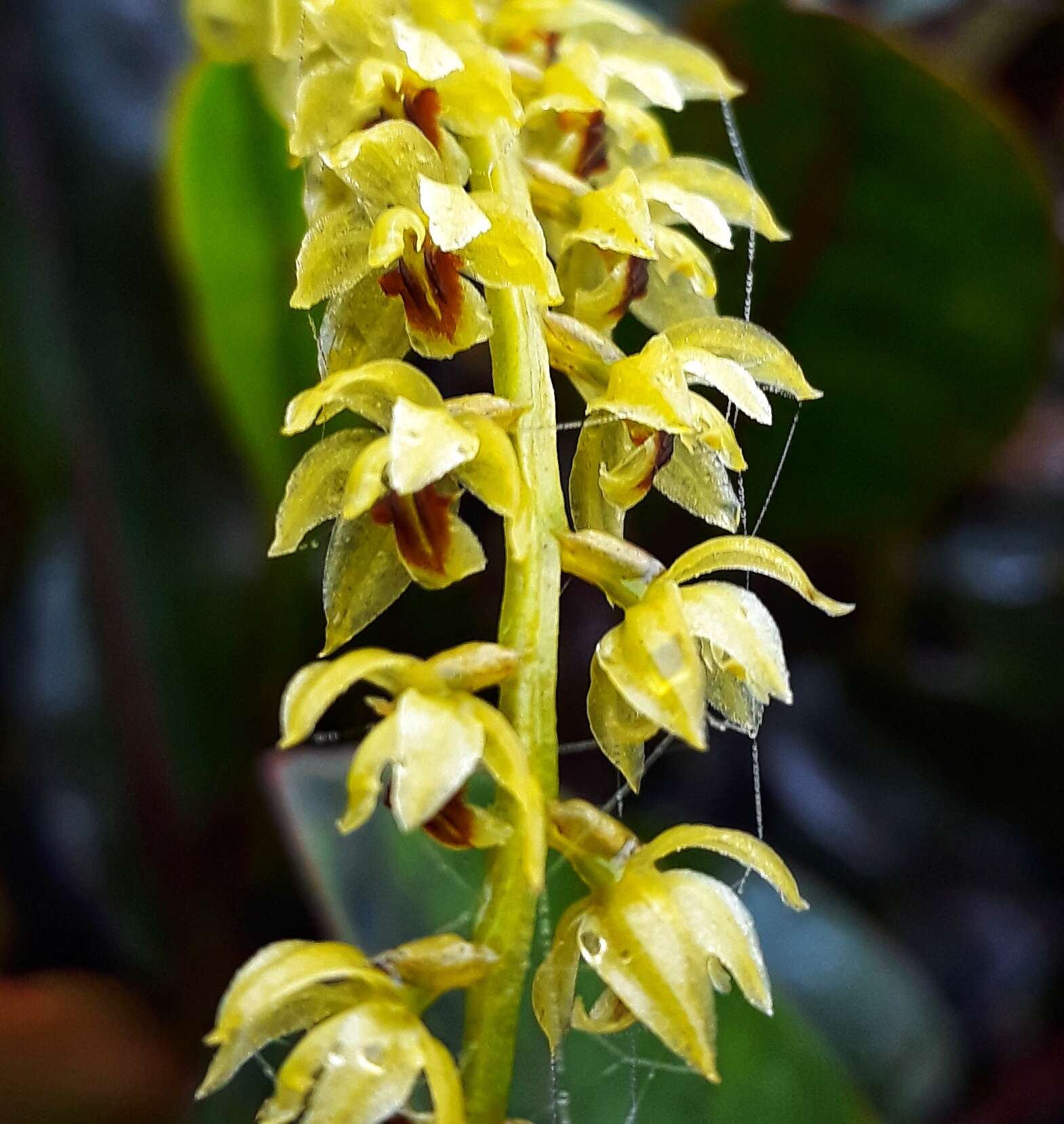 Dendrochilum gracile (Hook. fil.) J. J. Sm.的圖片