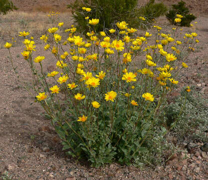 Image de Geraea canescens Torr. & A. Gray