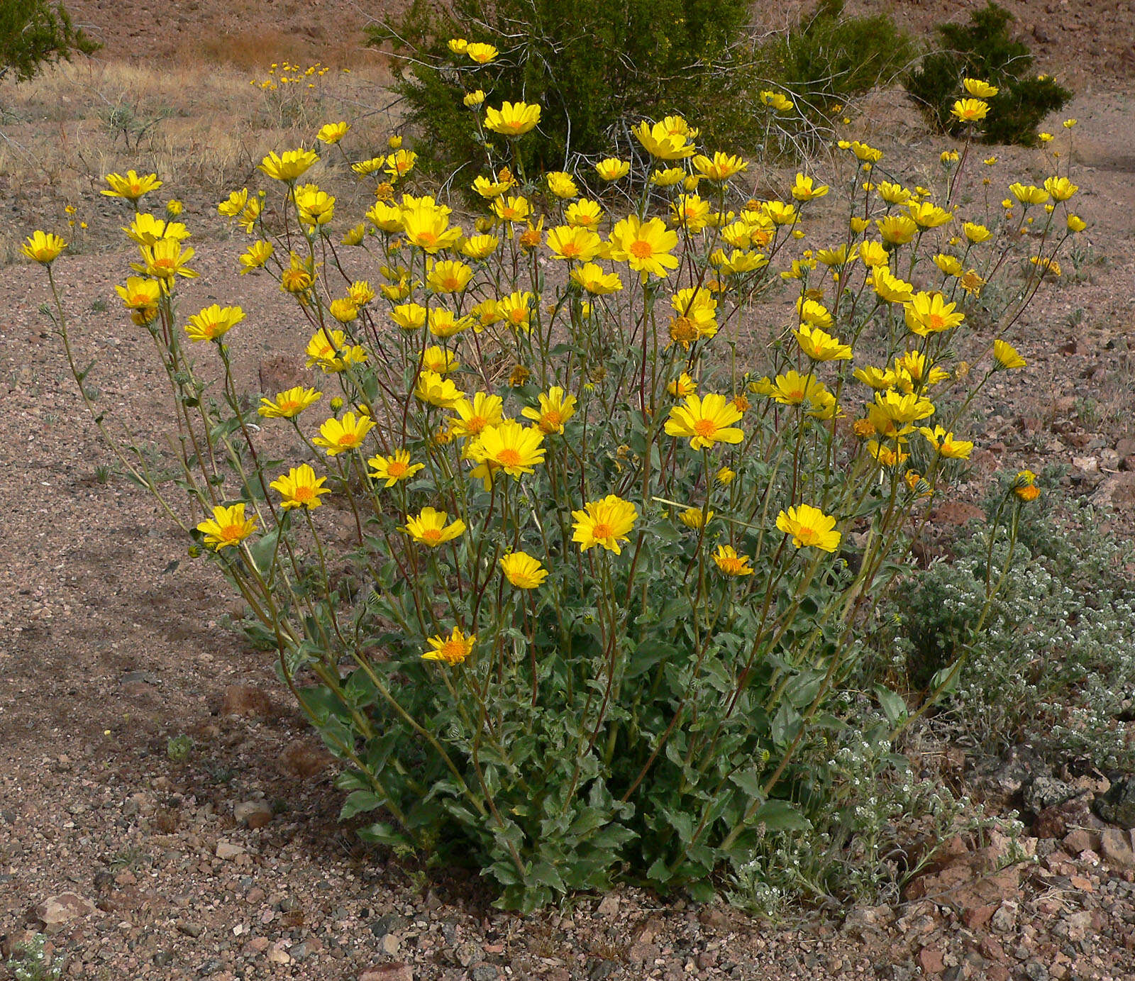 Geraea canescens Torr. & A. Gray的圖片