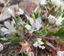 Image of Great Basin langloisia