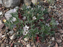 Image of Great Basin langloisia