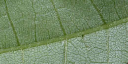 Image of American basswood