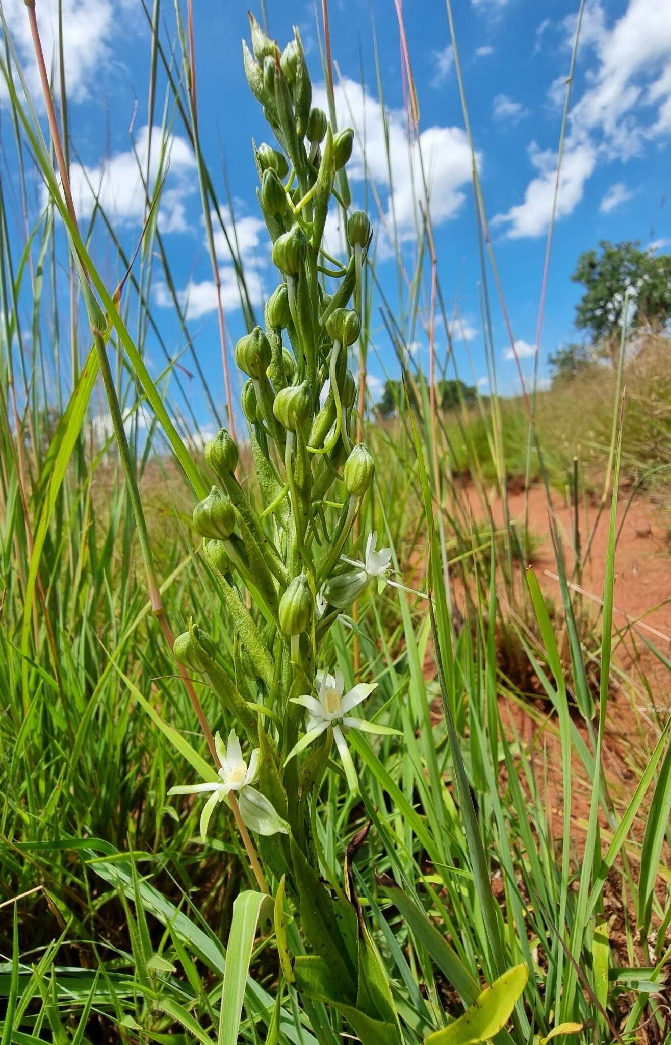 Image of Habenaria caffra Schltr.