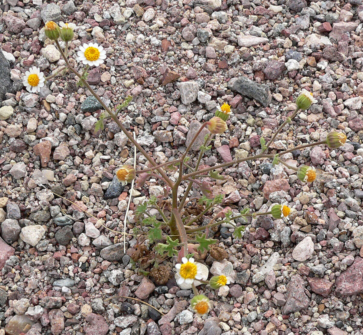 Image of Emory's rockdaisy