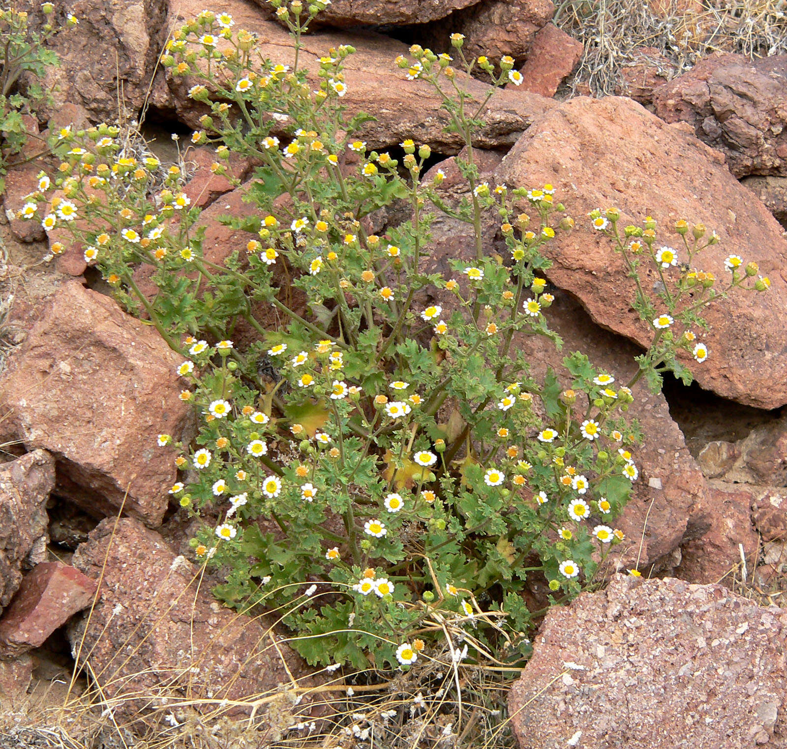 Image of Emory's rockdaisy