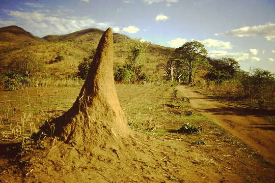 Image of higher termites