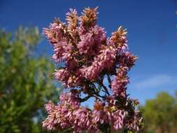 Image of Erica uberiflora E. G. H. Oliver