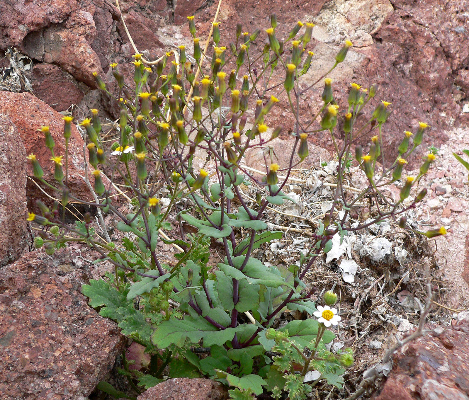 Image of Mojave ragwort