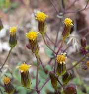 Image of Mojave ragwort