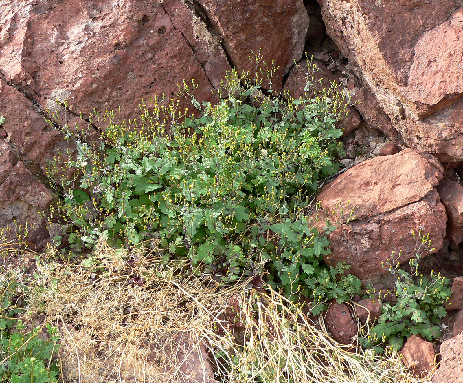 Image of Mojave ragwort