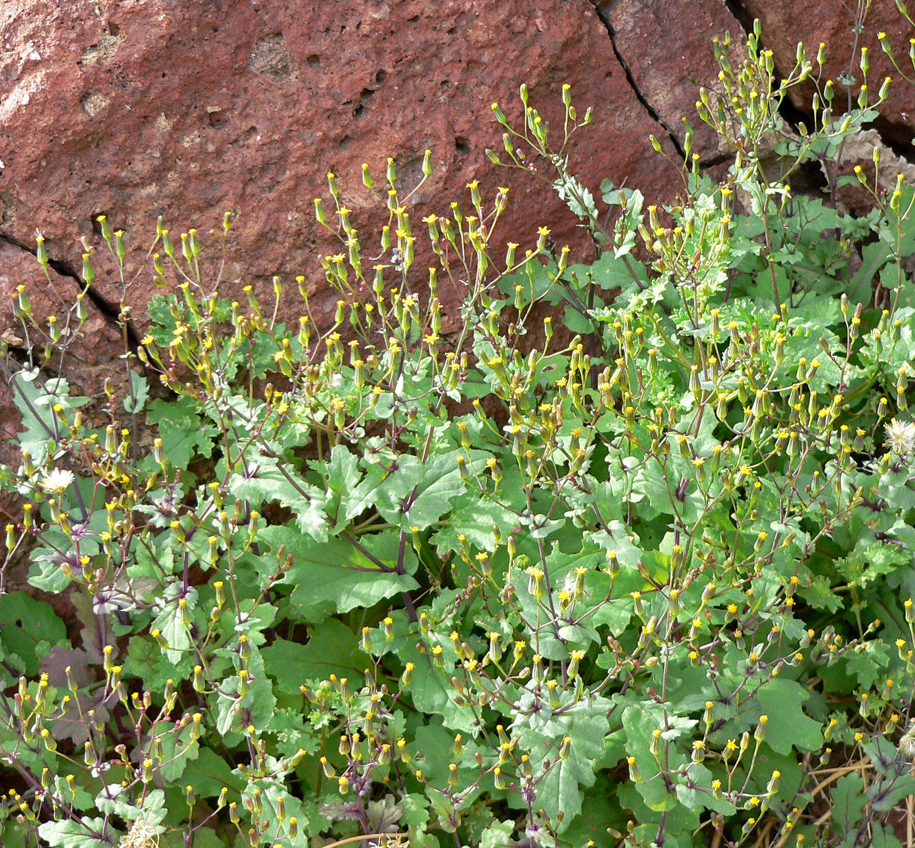 Image of Mojave ragwort