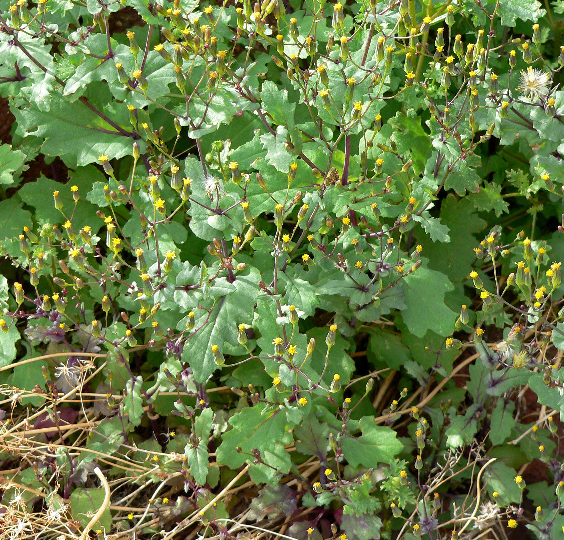 Image of Mojave ragwort