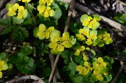 Plancia ëd Chrysosplenium alternifolium L.