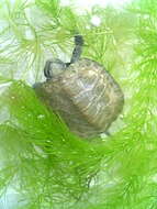 Image of Japanese Pond Turtle