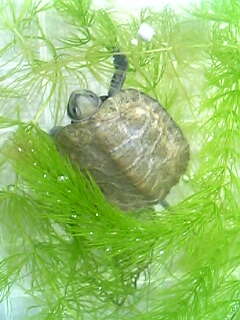 Image of Japanese Pond Turtle