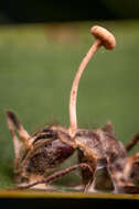 Image of Ophiocordyceps lloydii (H. S. Fawc.) G. H. Sung, J. M. Sung, Hywel-Jones & Spatafora 2007