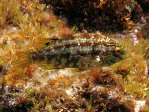 Image of Five-spotted Wrasse