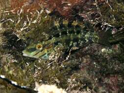 Image of Five-spotted Wrasse