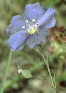 Image of flax