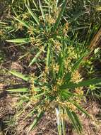 Image of Cyperus alternifolius L.