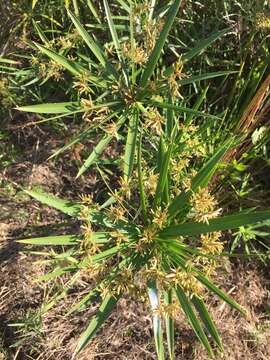 Image of Cyperus alternifolius L.