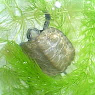 Image of Japanese Pond Turtle