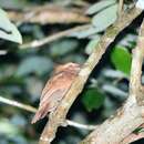 Image of Bornean Frogmouth