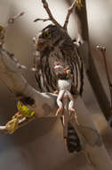 Plancia ëd Glaucidium gnoma Wagler 1832