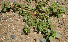 Image of common purslane