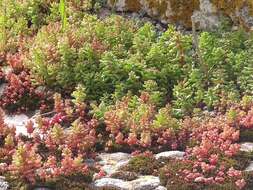 Image of Sedum caeruleum L.